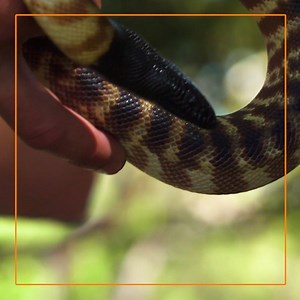 Flashback Friday to when Andrew Ucles the Snake Hunter discovered our 3310 was back! Get it now for just $29 at Big W. 🐍http://bit.ly/2G890iA | HMD