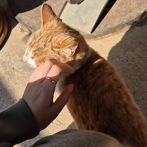 할머니 할아버지댁 왔는데 모르는 고양이가 친한 척해여