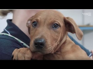 Desexing your dog | Auckland Council
