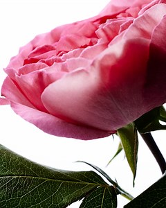 Drench your skin in roses with a triple dose of Damask Rose: 🌹 Damask Rose Oil to hydrate 🌹 Damask Rose Water to soothe 🌹 Damask Rose Extract to strengthen skin barrier #freshlovesg #freshrose | Fresh