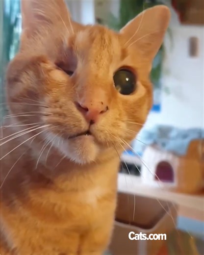 26K views · 2.8K reactions | This kitty was found on the streets of Egypt blind and alone and was given a new lease on life ❤️ We interviewed cairo_carmel_blind_street_cat for this video produced exclusively by Cats.com. | Cats.com | Facebook