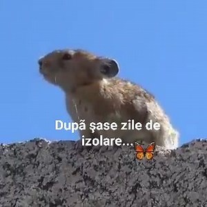 23K views · 282 reactions |  | România mea | Facebook