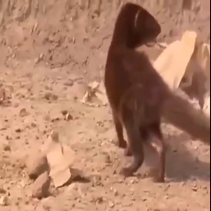 War between cobra and meerkat. | Animals Diary