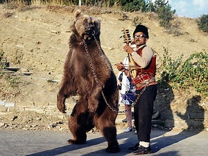 The history of Bulgaria's dancing bears - Wobbly Ride