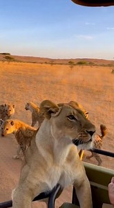 1.8M views · 4K reactions | Lioness Drops Cub Near Moving Safari...