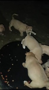 1K views · 67 reactions | Adopción responsable Estos perritos fueron rescatados y buscan familias que puedan darles una vida digna y esterilizar a tiempo Información 099 495 6729 | Protección Animal SD | Facebook