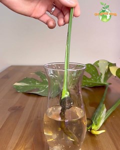 2.4K views · 21 reactions | Growing Monstera Thai Constellation in Clay Pebbles (PART 5) #monstera #monsterathaiconstellation #indoorgardening #houseplants #plantslover #plants #thegreenearth_official #gardening | The Green Earth | Facebook