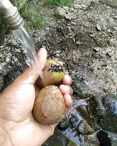 125K views · 585 reactions | Picking sapodilla fruit in the garden | Grafting Examples | Facebook