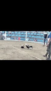 2nd fight Bostongrey stag vs cock'👌 | Vsm Gameyard