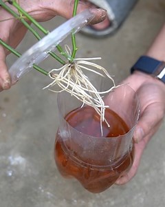57K views · 525 reactions | Can Rose Cuttings Really Root Using Only Water Water propagation is a simple method many gardeners like to try. This approach explores how rose cuttings may develop roots in water. #RosePropagation #WaterPropagation #HomeGardening #FlowerCare #originalcontent #global | Garden Craft | Facebook
