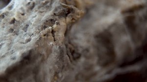 Rhizopus stolonifer : Texture macro de : vidéo de stock (100 % libre de droit) 4024778771 | Shutterstock