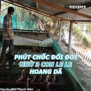 Làm giàu từ nuôi chim le le của người đàn ông miền Tây, thu lợi nhuận hàng tỉ đồng #TNN_992 #YeaH1 #video #xuhuong | Yeah1 TV