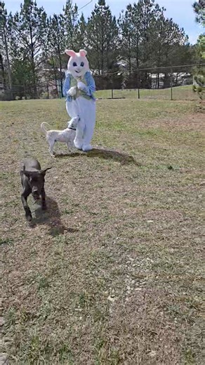 Tupelo-Lee Humane Society on Reels