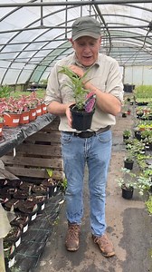 #add WEBSHOP https://pergolanurseries.ecwid.com BUDDLEIA BUZZ “HOT RASPBERRY “ Dwarf shrub for a sunny spot .Flowers for months and winter hardy . Good in pots or beds . Planting time is from now . All planted in SWELL WELL COMPOST FOR BEST RESULTS .Available in WEBSHOP https://pergolanurseries.ecwid.com ALL IRELAND DELIVERY 🚚 32 Counties Pergola Nurseries Garden Corner, Virginia, Co Cavan A gardeners oasis of quality plants Open Tuesday to Saturday 10.30-6 Open Sundays 2-6 #fy #grow #gardenide