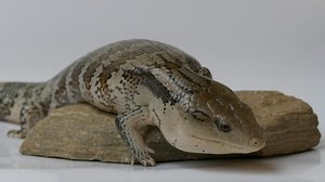 Ungraded Eastern Blue-tongued Lizard Studio Shot: Stockvideos & Filmmaterial (100 % lizenzfrei) 13911560 | Shutterstock