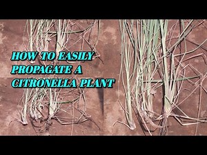 HOW TO EASILY PROPAGATE A CITRONELLA PLANT