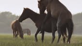 Wild horses mate on marshland, North Carolina, USA