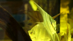 2.4K views · 42 reactions | Un poquito de los Pterophyllum altum Atabapo de esta mañana :) #altumatabapo | My Fish Room | Facebook