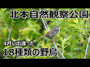 4K「北本自然観察公園」4月に出逢った18種類の野鳥