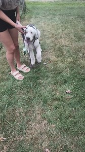 17K views | Cross Your Paws Rescue on Reels | Facebook