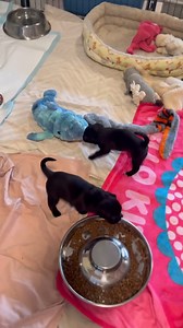 So exciting!!! We are thrilled to welcome Coco and her babes! She is the best mom and all the puppies look great! Make sure to follow @coco_the_pug_and_babies on Instagram to watch their journey! We are guessing they'll be ready for new homes in early August, so stay tuned to hear more about them. If you are going to be interested in a puppy, we are not taking inquiries yet, but will let you know as soon as we are!!! #rescuedogsarethebestdogs #tryingtosavethemall #adoptdontshop #welovepugmixes #