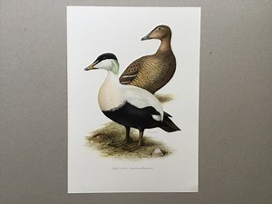 Common Eider Duck, Great Cider, Bird Prints, Old Bird Illustration, Original Plate, Ornithology, Vintage Print - Etsy Canada