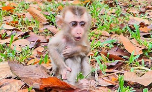 Poor orphan Tinky sit alone cry silently, very emotional so sad & stress out, need Mom & sister take care him | Monkey TV7