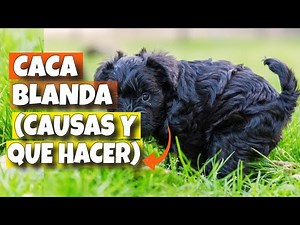 🐶CACA BLANDA EN PERROS 💩(Causas y Que Hacer)