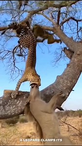 The baboon troop tried to rescue the wild boar. #pythonbargain #viralreels #instagood | MGTC Farming