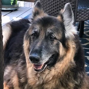 6.9K views · 817 reactions | Dogs get into our hearts forever & even...