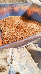 4.7K views · 72 reactions | Rice polish machine  #rice #chitral #traditional #ricemachine | Mahfil-e-chitral | Facebook