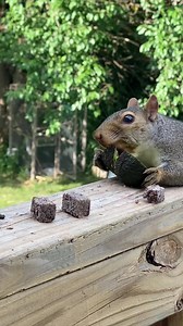 1.5K views · 133 reactions | Don’t be surprised if you see #squirrels...