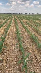 5.5K views · 45 reactions | AVAILABLE IN LARGE QUANTITY * Hybrid...