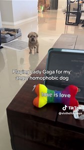 Playing Lady Gaga for my homophobic dog this Pride Month