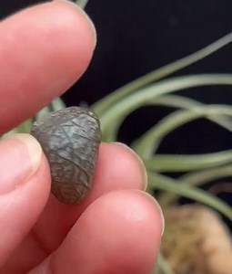 Vein Stone: Natural Gobi Desert Agate (2.13cm X 1.97cm X 1.71cm) - Etsy UK