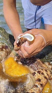 42K views · 1.2K reactions | Fresh sea cucumber 勒 #reels #seafood #viral | Idol Michael | Facebook
