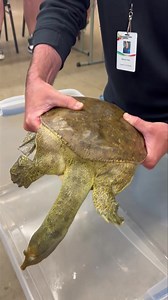 Young learners at Discovery Camp this week got to visit with Fiona, the spiny softshell turtle, outside of her usual habitat. Check out this video for #WildlifeWednesday to learn about her unique shell and more. 🐢 | Discovery Park of America