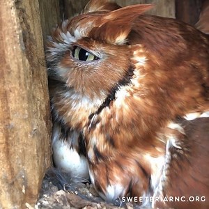 93 reactions · 15 comments | What is our ambassador screech owl...