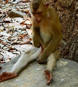 Oh Super cuddle partner on back but feel joyful too | Wild Monkey Zone