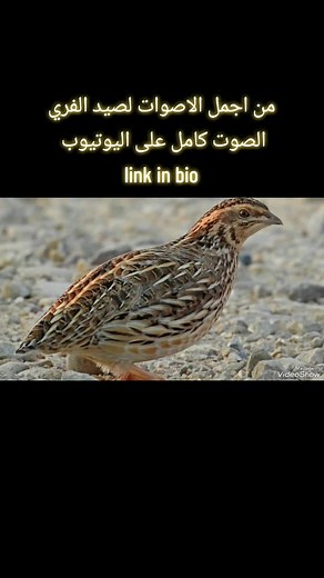 EBirdCall على TikTok