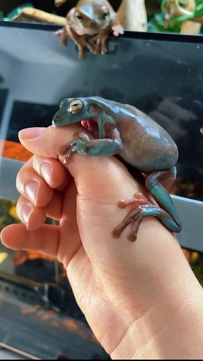 721K views · 56K reactions | Been a while since my frogs bit me long enough to get on camera  #whitestreefrog #frog #frogs #pets #funnyanimals | Jessica's Animal Friends | Facebook