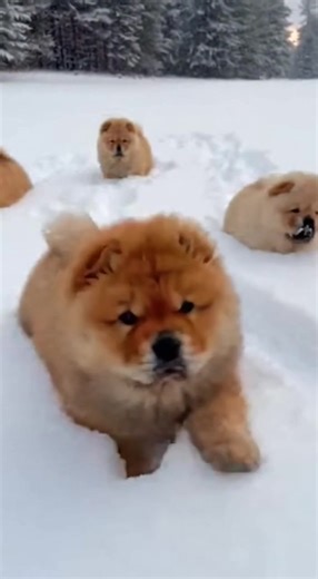 Cuteness OVERLOAD! Follow us for more cute chows! #chowchow #cutedogs #dogsoftiktok @topfans | Chow Chow Chow