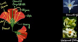 Sexual reproduction in flowers