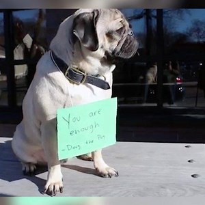 353K views · 10K reactions | Doug The Pug spreading kindness 殺 | Doug The Pug | Facebook
