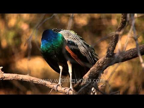 Indian Peafowl or Blue Peafowl in Sariska