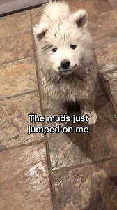 The Wolfpack’s dirty little secret is that they have ALL participated in mud parties. Yes that’s right, even sweet Demi 😆 But there will only ever be one queen of the mud! | Poppet and the Wolf Pack