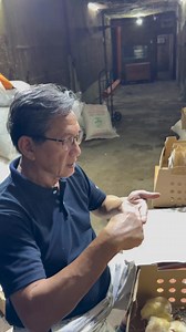 249K views · 3.5K reactions | How to use chick toe punch marker as well as the double cut design, in assuring pedigree monitoring of your breeding program | Joey Sy | Facebook