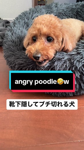 おすすめのアカウント