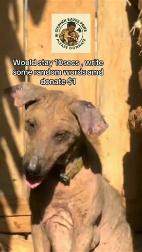 STEPHEN SAVES PAWS on TikTok