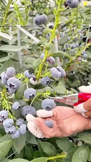 Picking blueberries process with portable tools